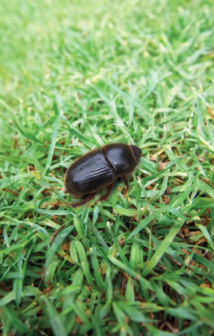 Black Beetle Upside Down on Light Pink Fabric — Gibbo’s Lawns & Property Maintenance In Salamander Bay, NSW