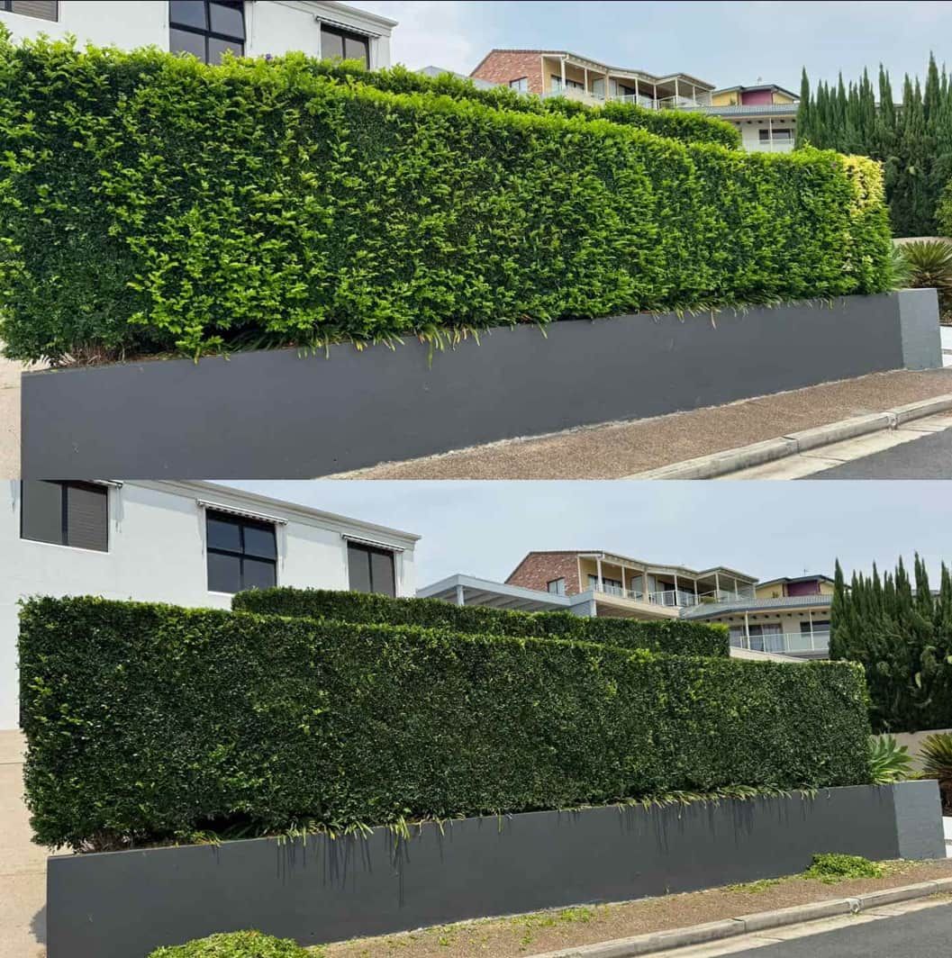 A Before And After Picture Of A Hedge Fence — Gibbo’s Lawns & Property Maintenance In Medowie, NSW