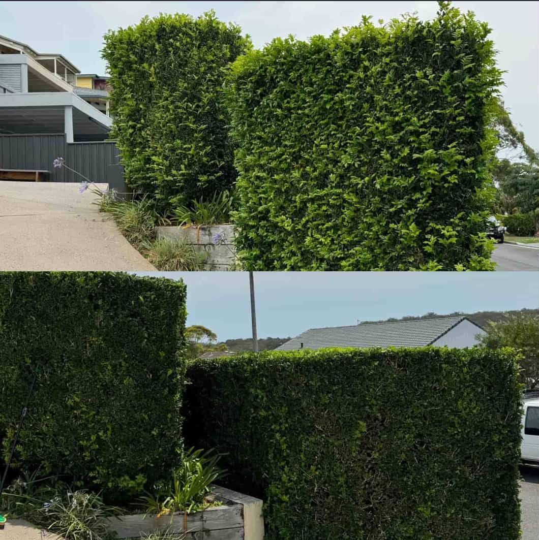 A Collage Of Three Pictures Of A Hedge In Front Of A House — Gibbo’s Lawns & Property Maintenance In Salamander Bay, NSW