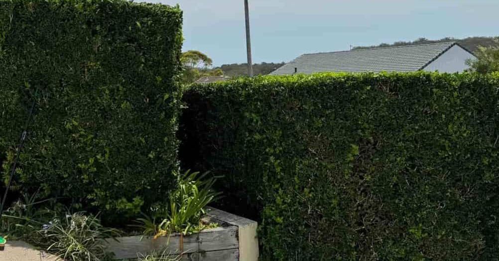 A Lush Green Hedge Surrounds A House In A Residential Area — Gibbo’s Lawns & Property Maintenance In Nelson Bay, NSW