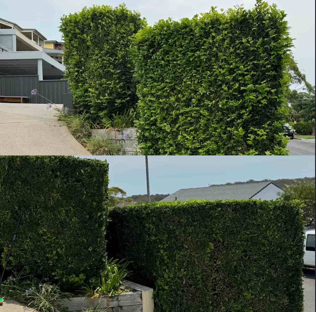 A Before And After Picture Of A Hedge In Front Of A House — Gibbo’s Lawns & Property Maintenance In Salamander Bay, NSW