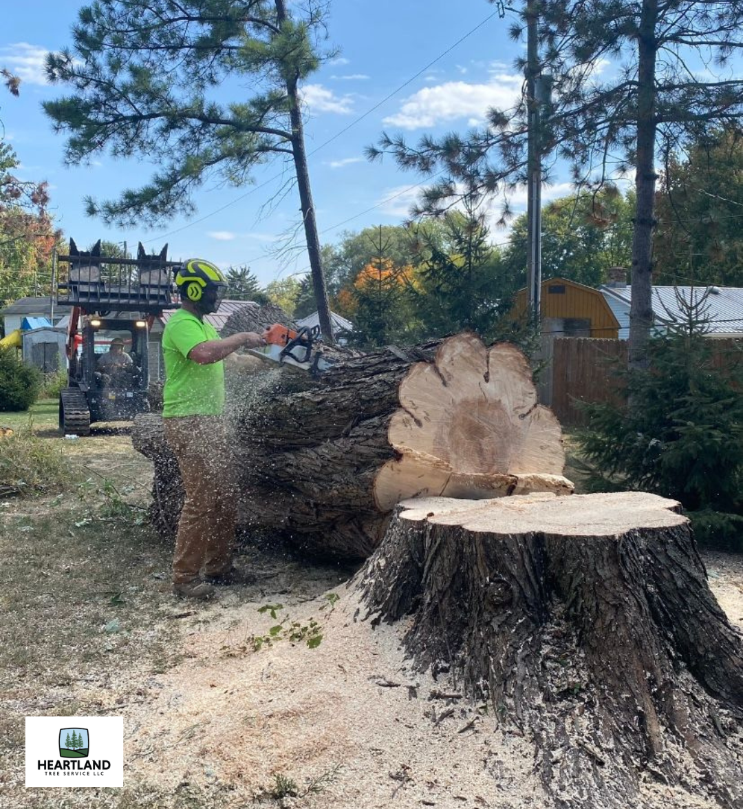 Tree Removal 