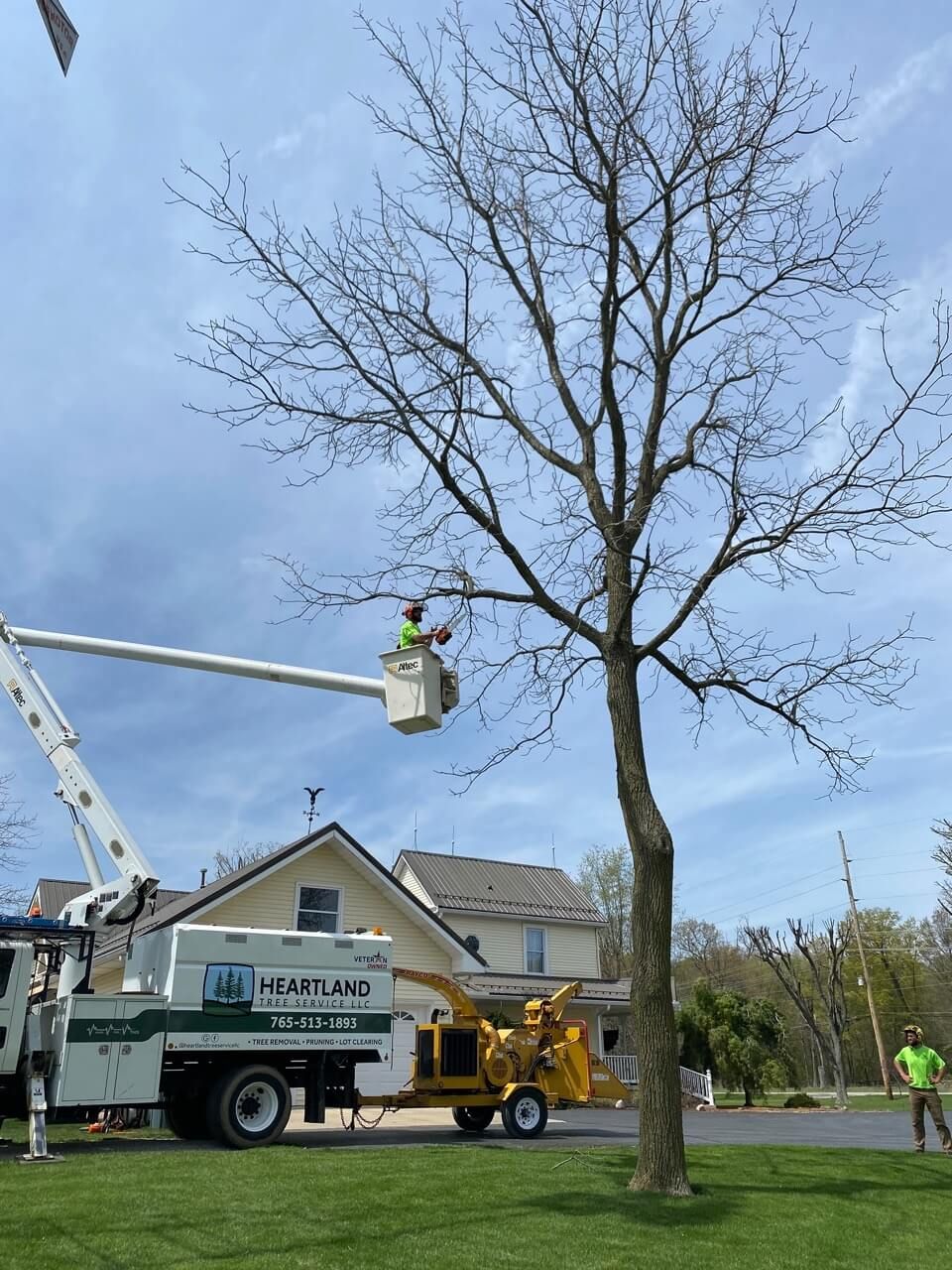 why-is-tree-trimming-so-expensive