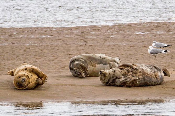 Three seals are laying on a sandy beach next to the ocean.