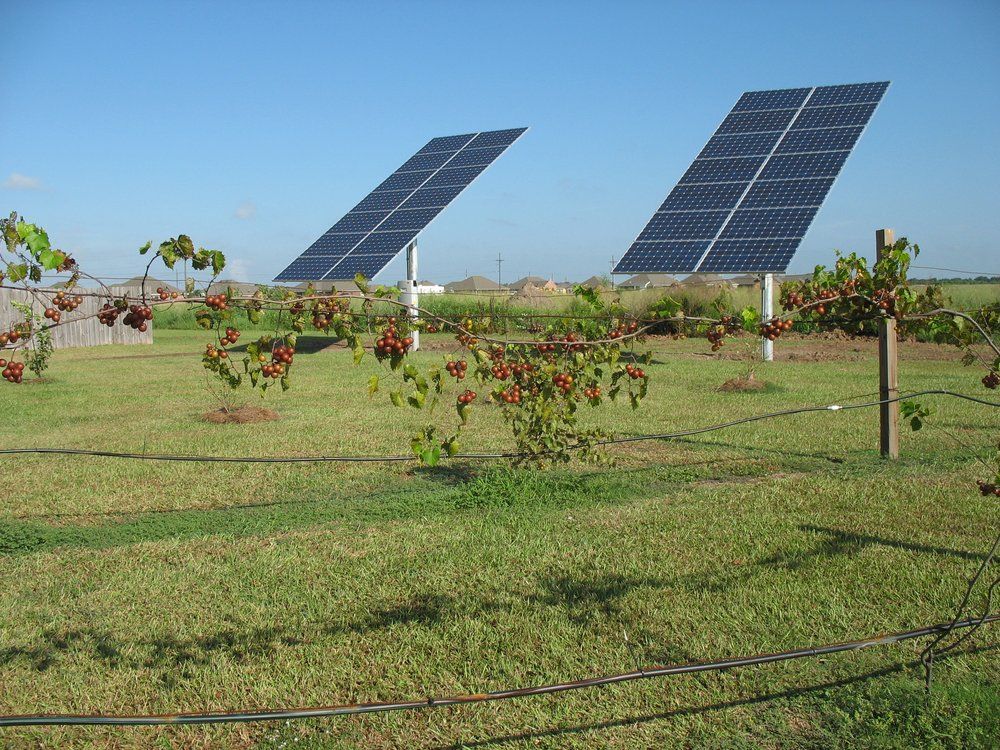 Two solar panels tilted toward the sun over a field of green grass and small fruit trees.