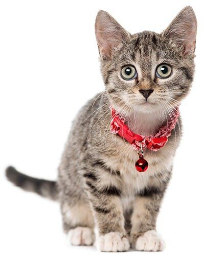Shorthair kitten — Pet Boarding in Lenoir, NC