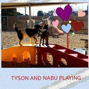 Tyson and Nabu playing — Doggy Daycare in Lenoir, NC