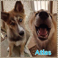 Atlas — Doggy Daycare in Lenoir, NC