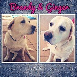 Brandy & Ginger — Pet Grooming in Lenoir, NC