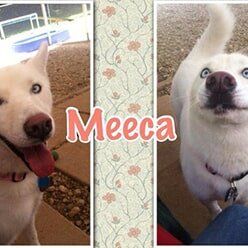 Meeca — Pet Grooming in Lenoir, NC