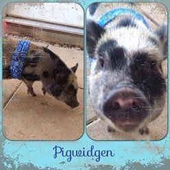 Pigwidgen — Doggy Daycare in Lenoir, NC