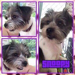 Snoopy — Pet Grooming in Lenoir, NC