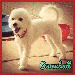 Snowball — Pet Grooming in Lenoir, NC
