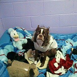 Dog in its bed — Kennels in Lenoir, NC