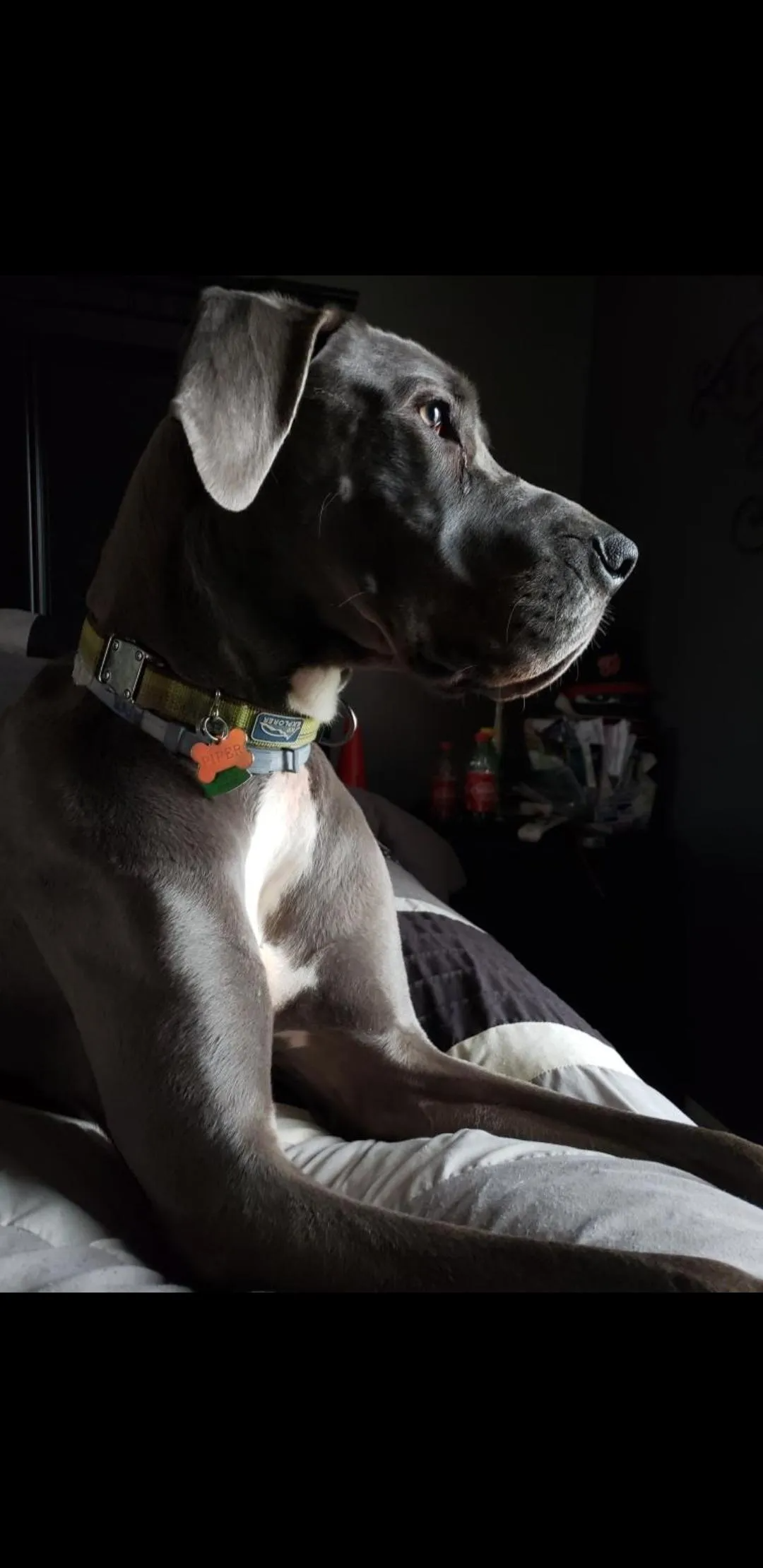 Dog With Collar | Lenoir, NC | All God's Creatures Great & Small