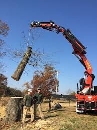Clean yard after tree removal