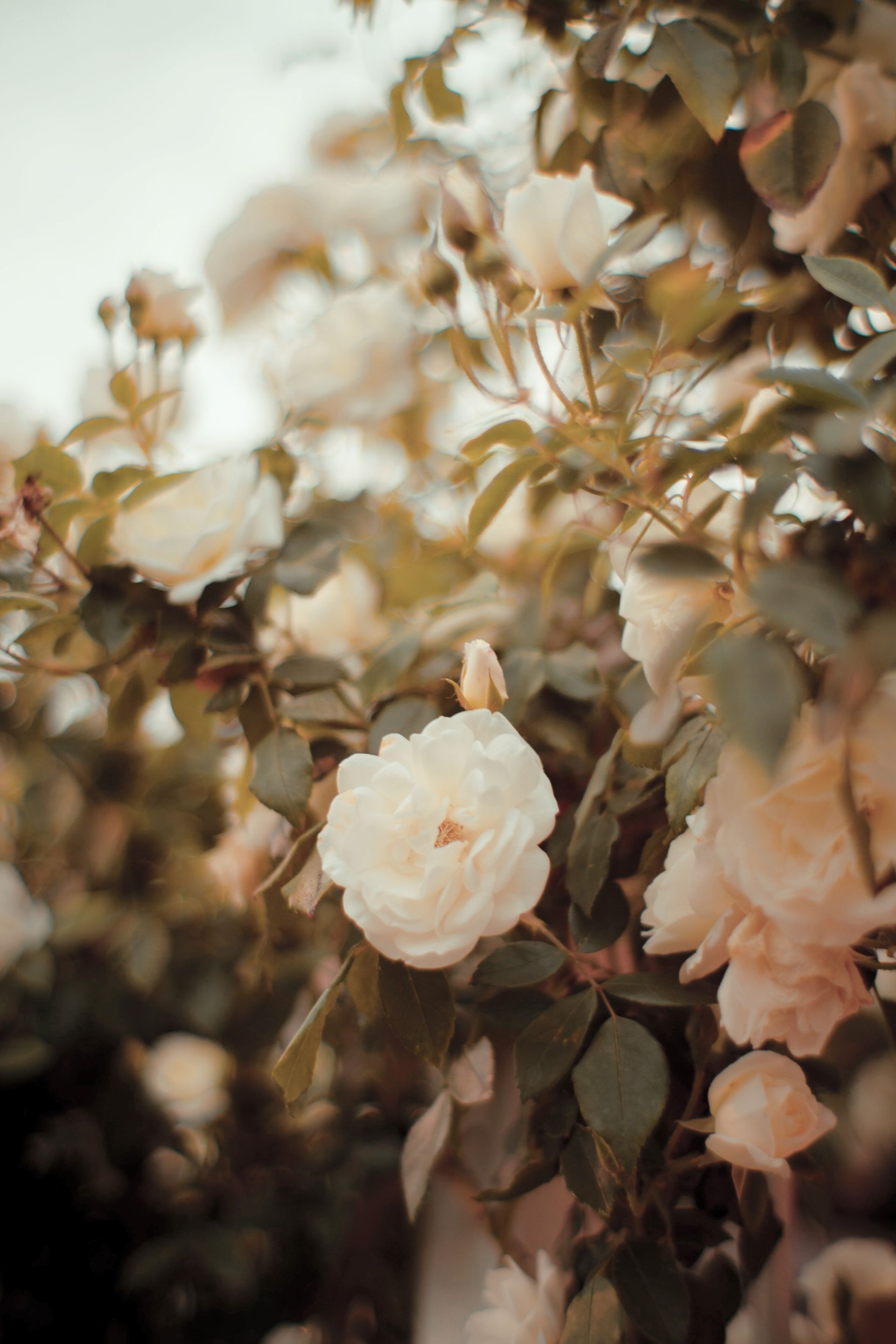 a bunch of white roses are growing on a tree .