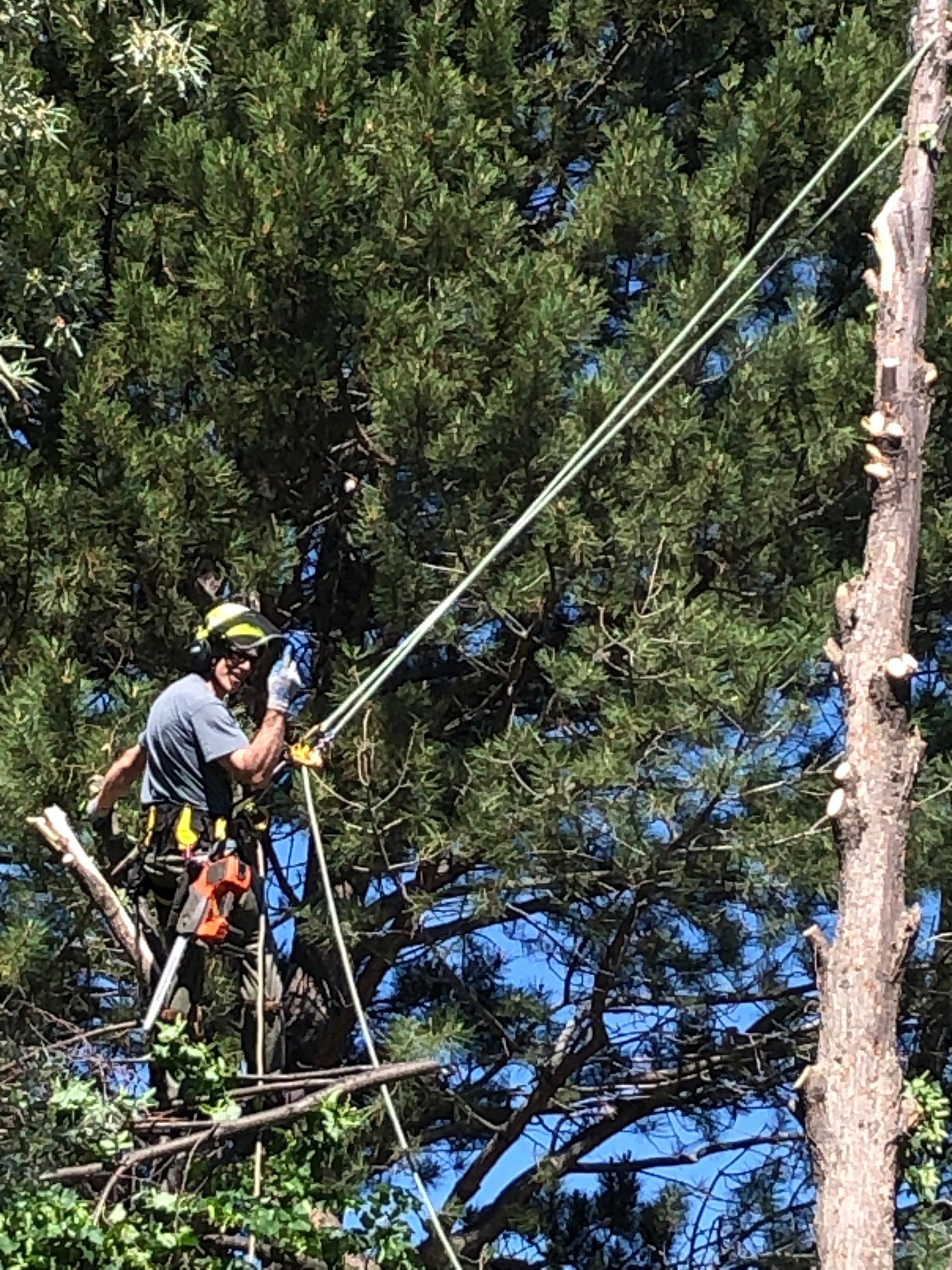 Black Bear Tree Care gallery 8