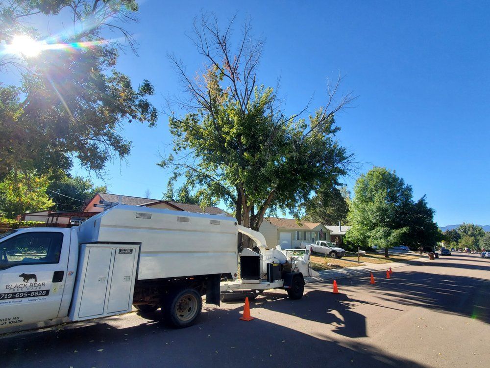 Black Bear Tree Care Top Rated Tree Services Colorado Springs, Colorado