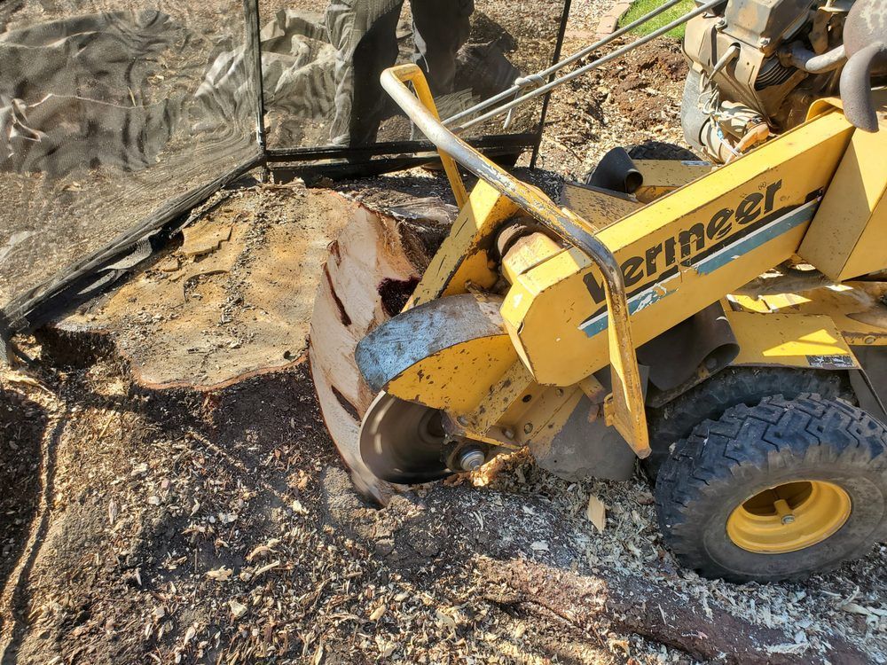 Black Bear Tree Care Top Rated Tree Services Colorado Springs, Colorado