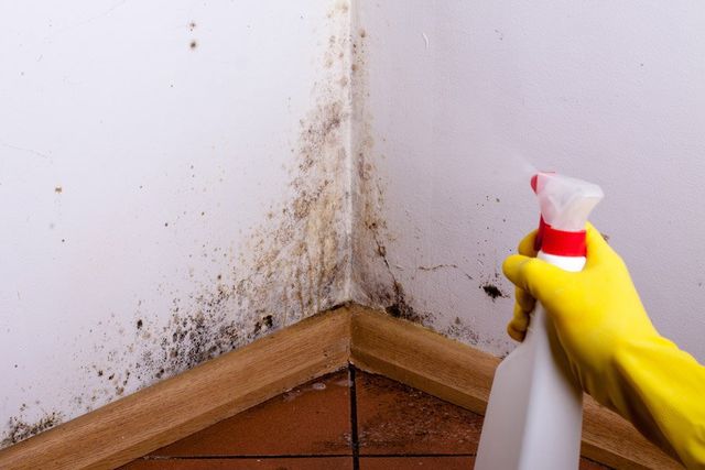 Kitchen Cabinet Mold Removal In New York Bioclean Westchester Ny