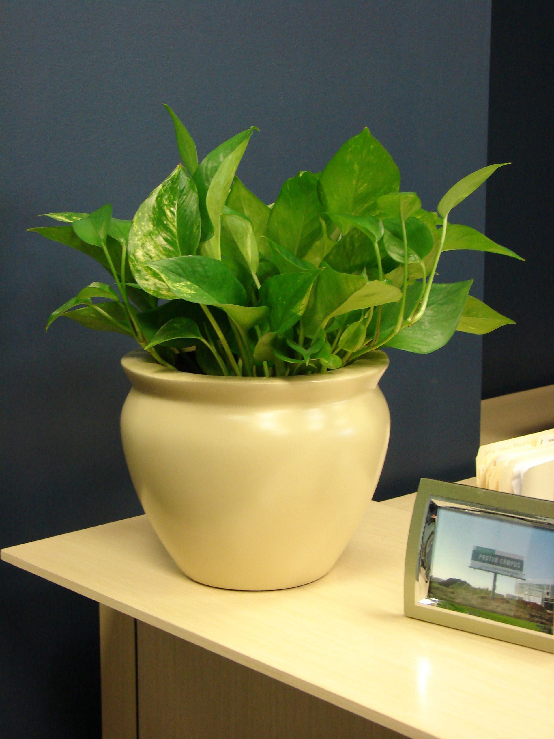 A potted plant sits on a desk next to a picture frame