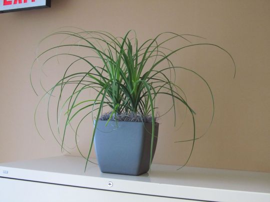 A potted plant is sitting on a shelf in front of an exit sign