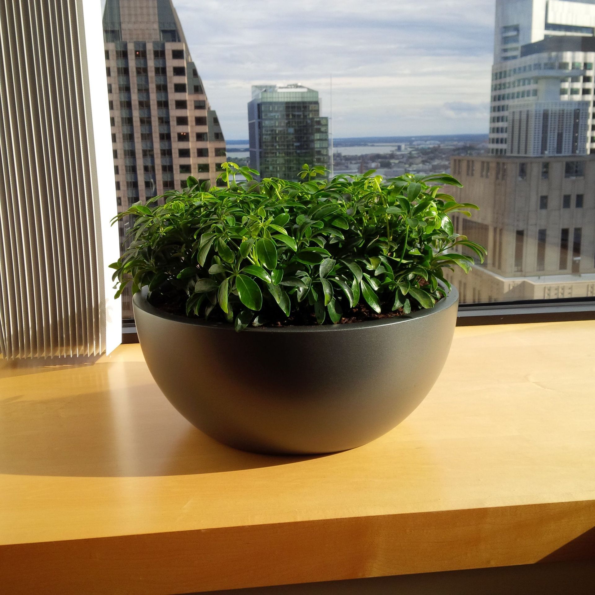 A potted plant sits on a window sill in front of a city skyline