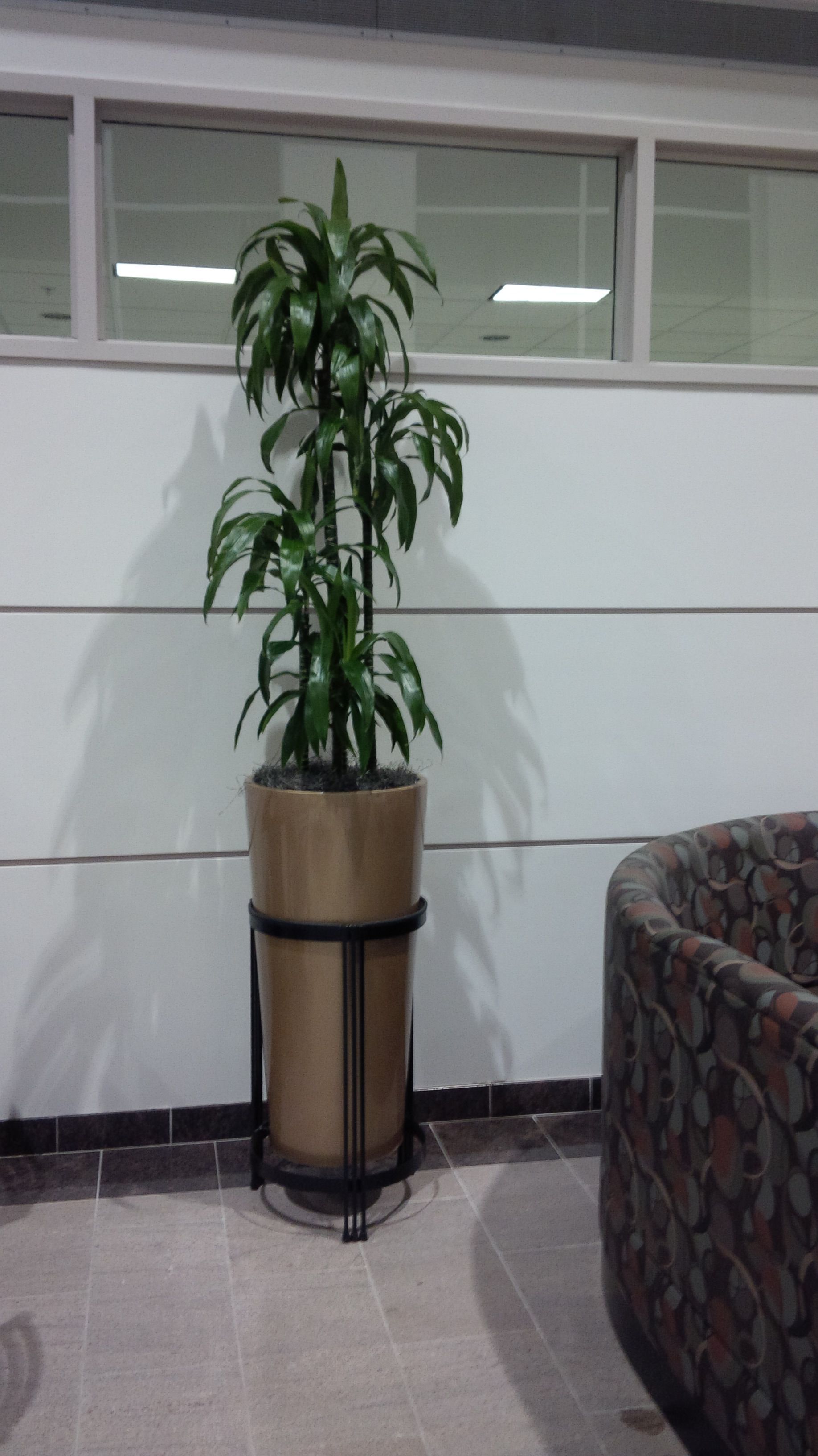 A large potted plant is sitting in front of a window