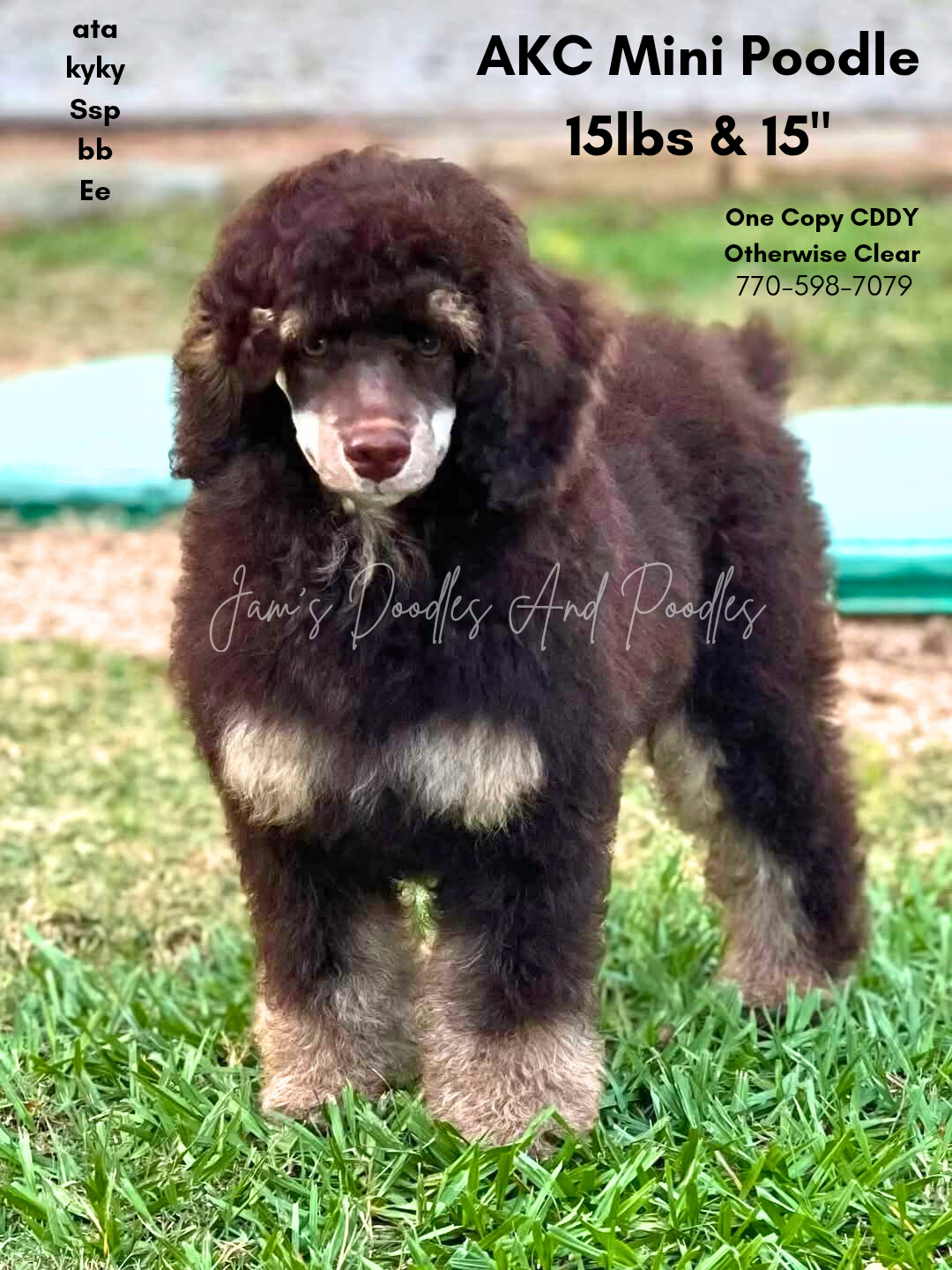 Brown and tan Mini Poodle puppy standing in grass.