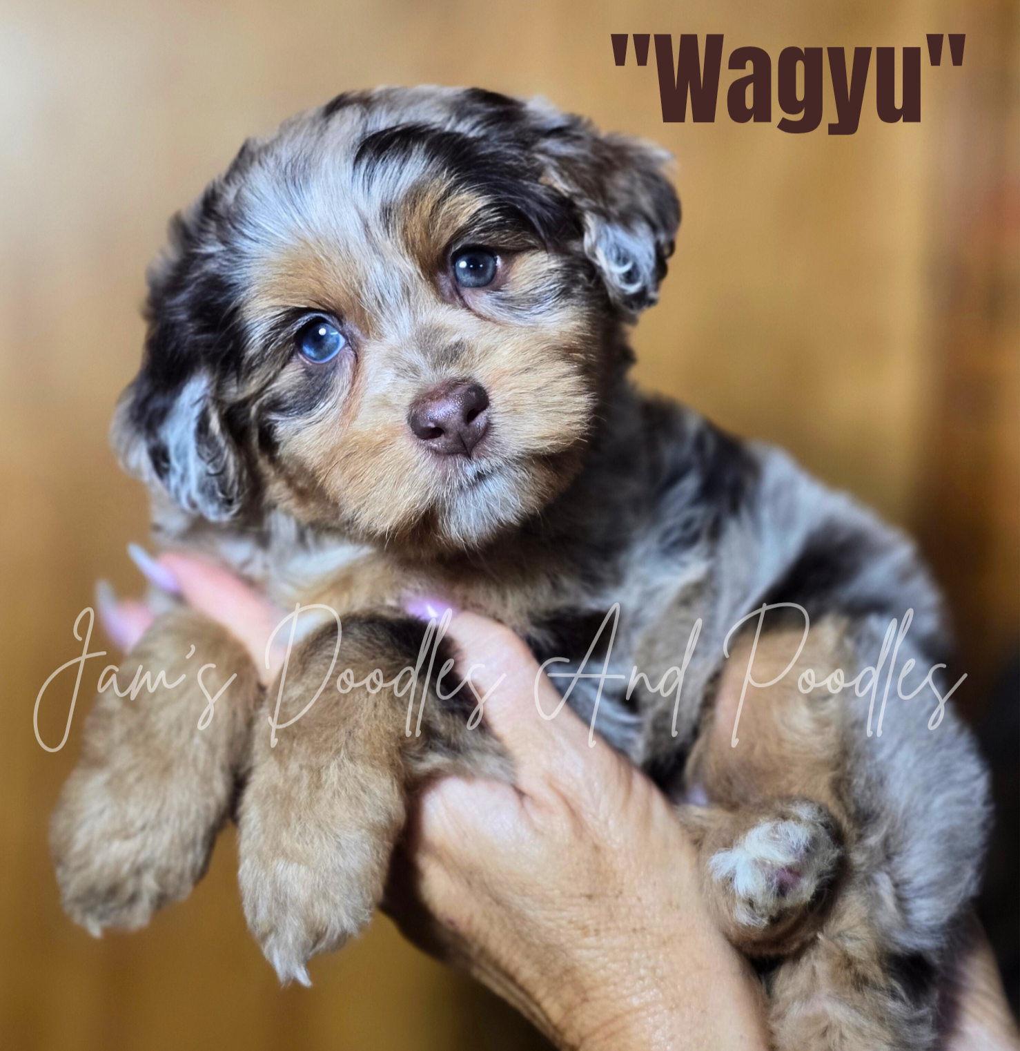 Merle-colored puppy named 