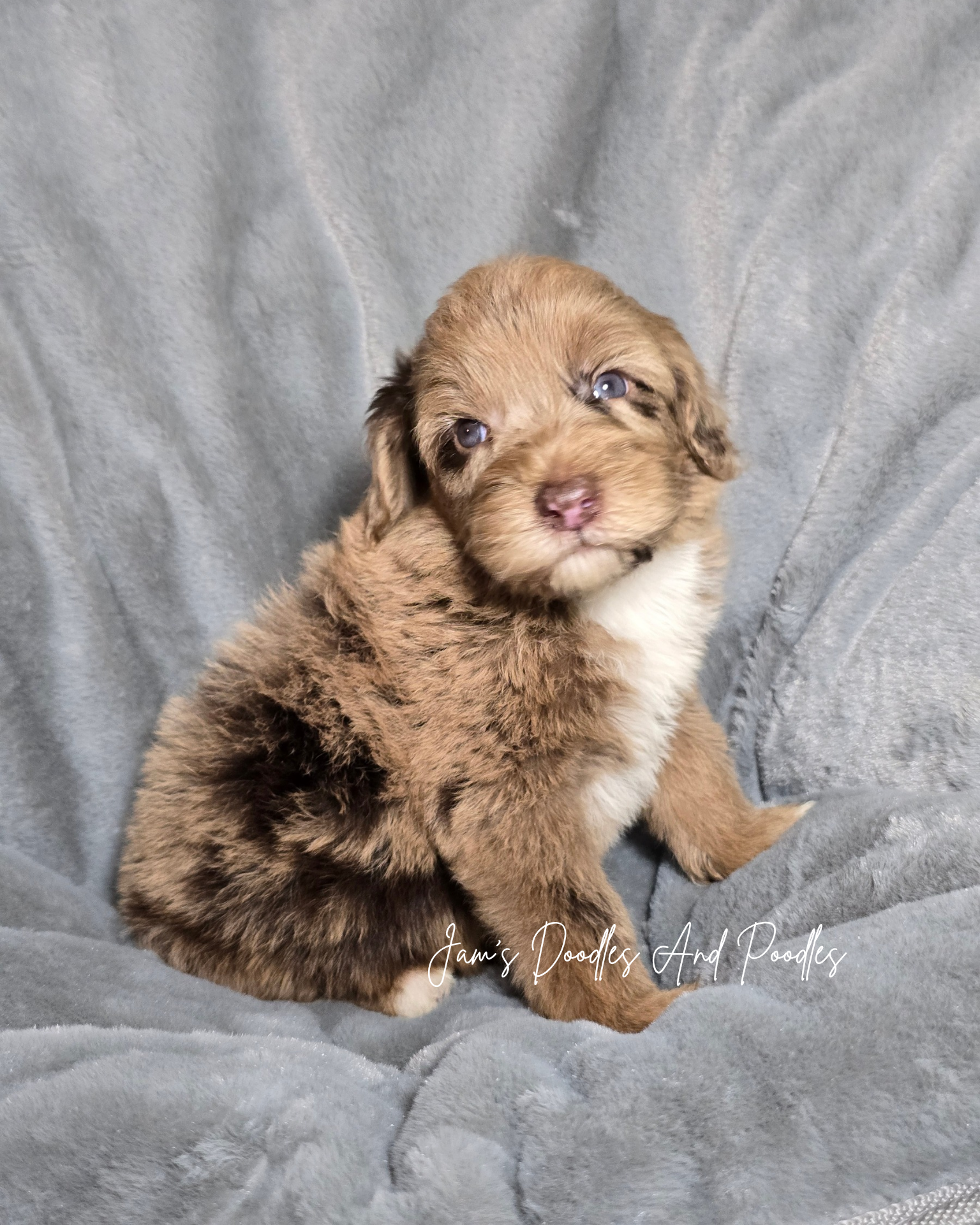 Medium Sheepadoodles