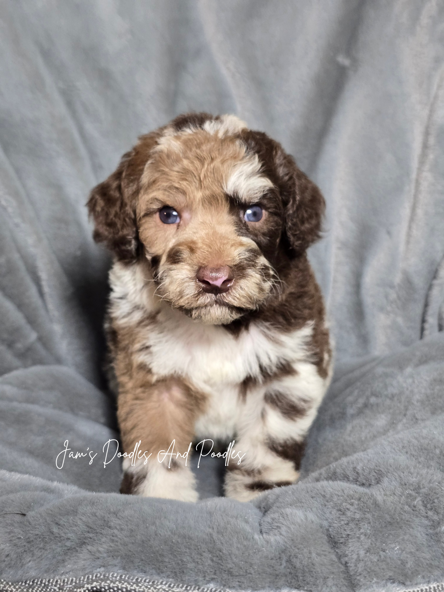 Medium Sheepadoodles