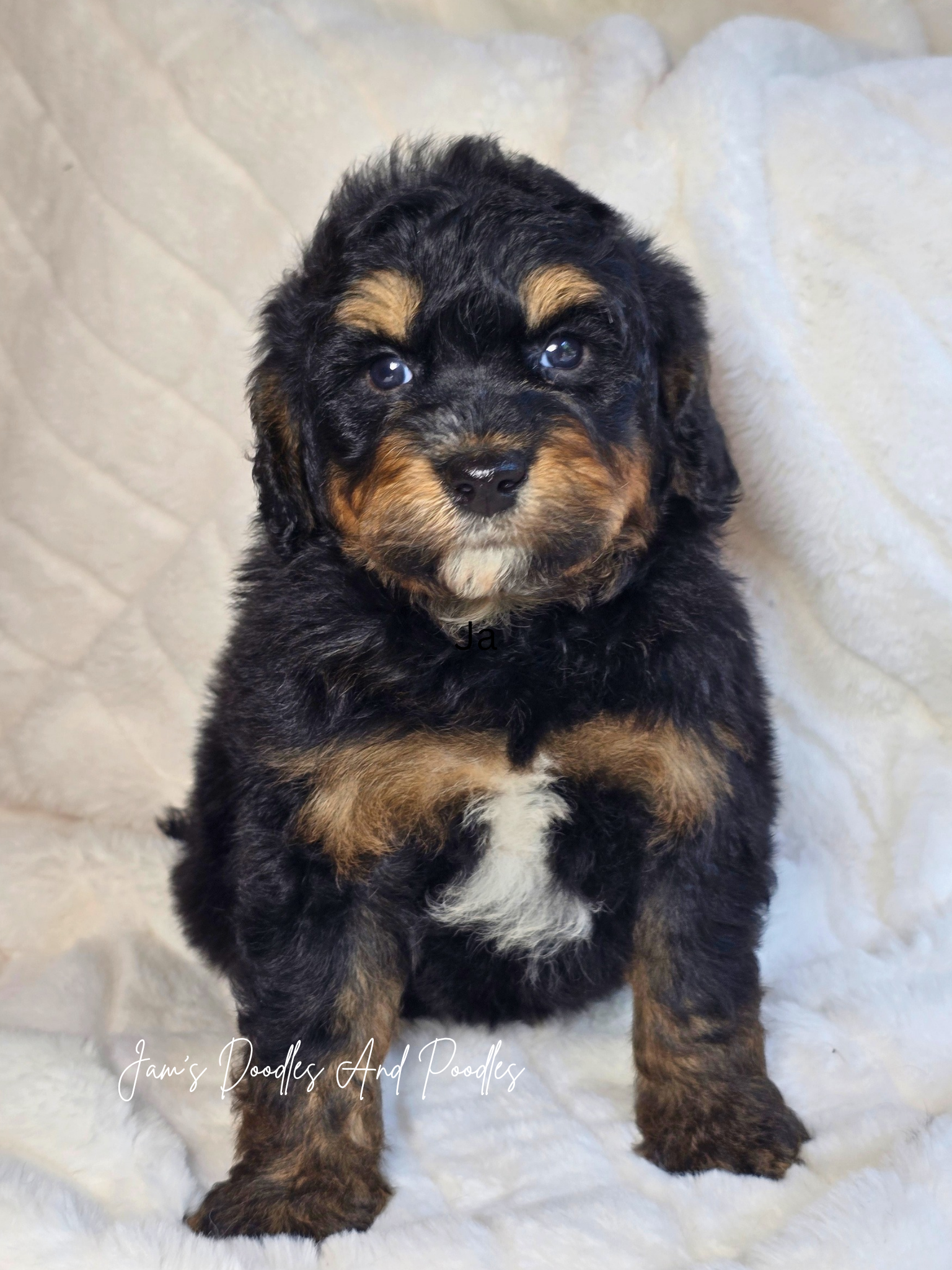 Bernedoodles