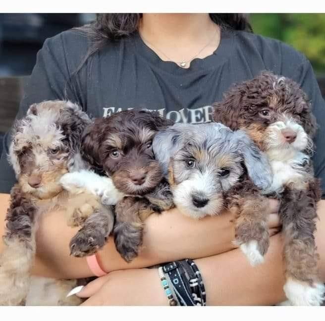 A woman is holding a group of puppies in her arms.