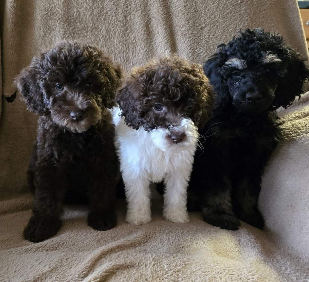 Three puppies are sitting next to each other on a couch.