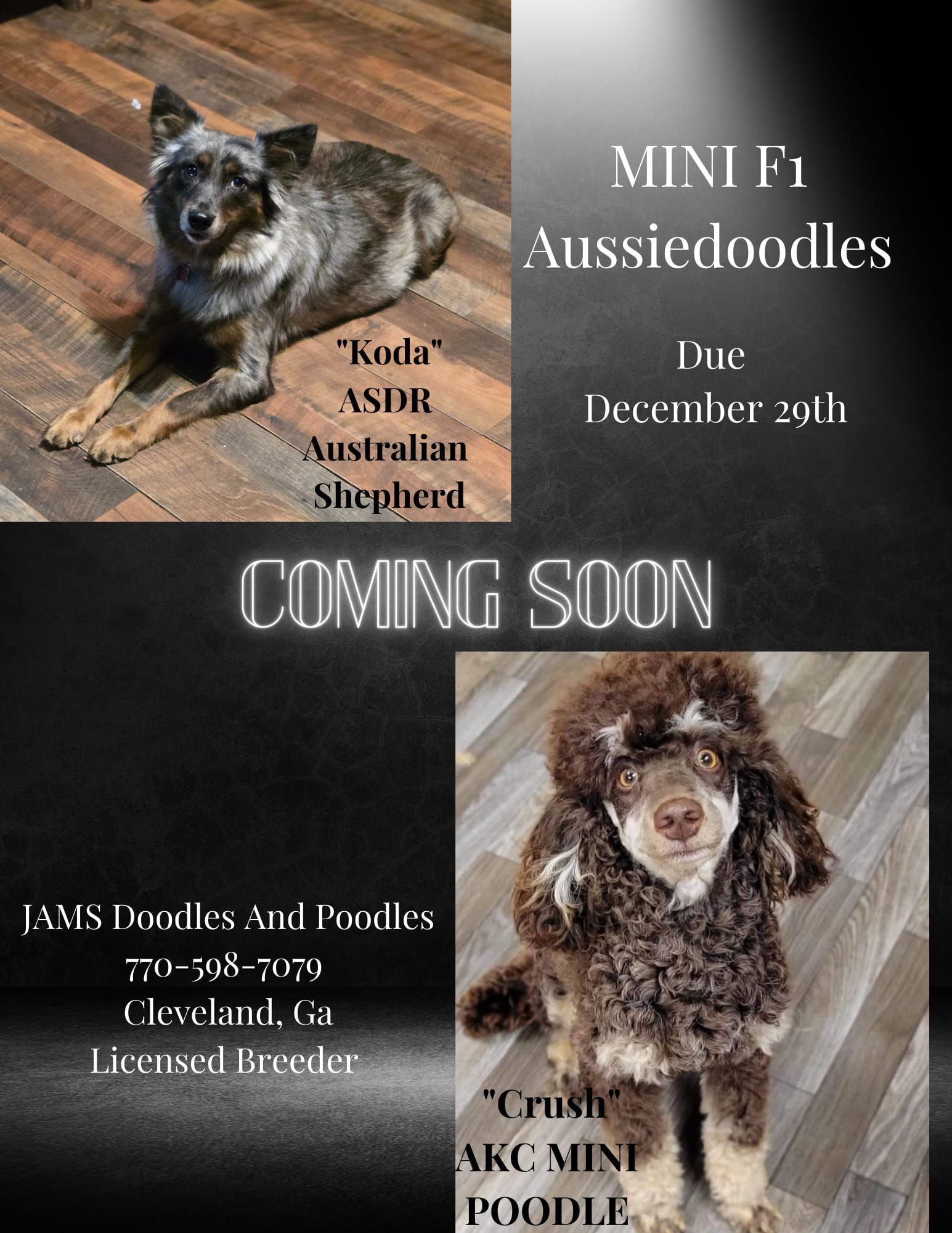 Two dogs are sitting on a wooden floor next to each other.