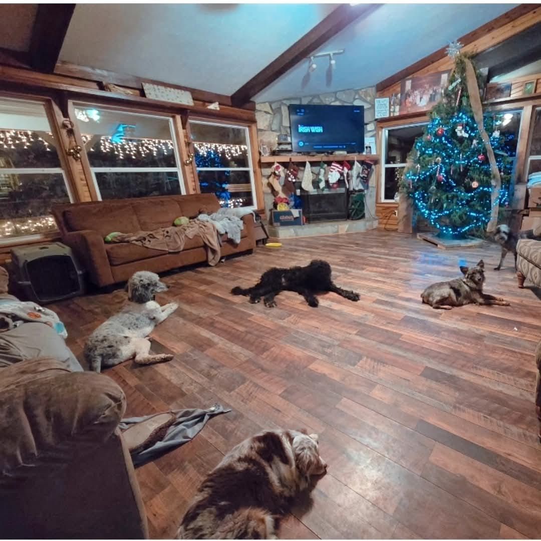 A group of dogs are laying on the floor in a living room.