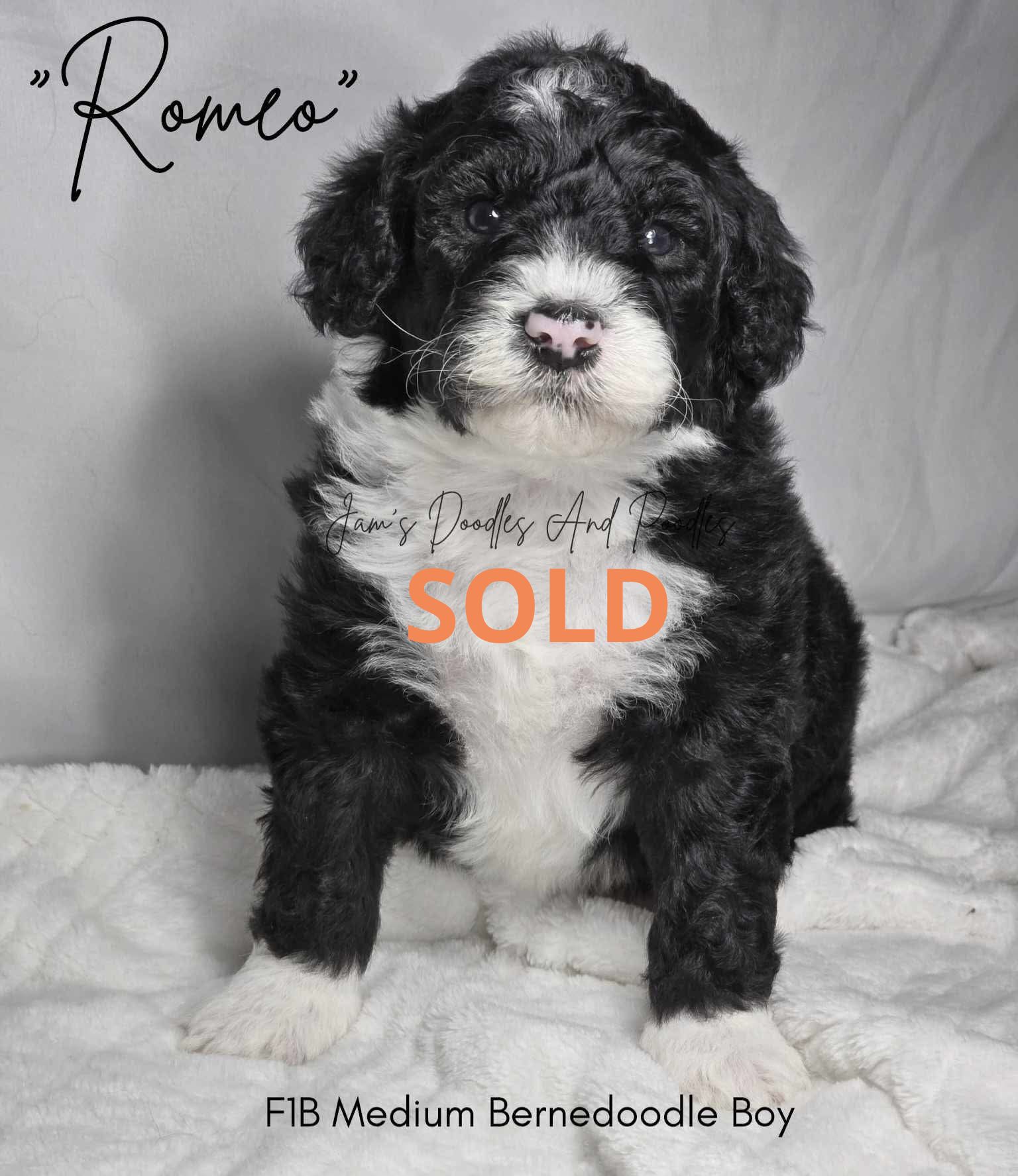 Black and white Bernedoodle puppy with white chest, paws, and 