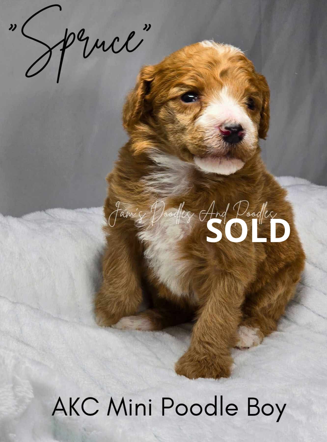 A small, brown and white puppy named Spruce, identified as an AKC mini poodle boy, sits on a white blanket.