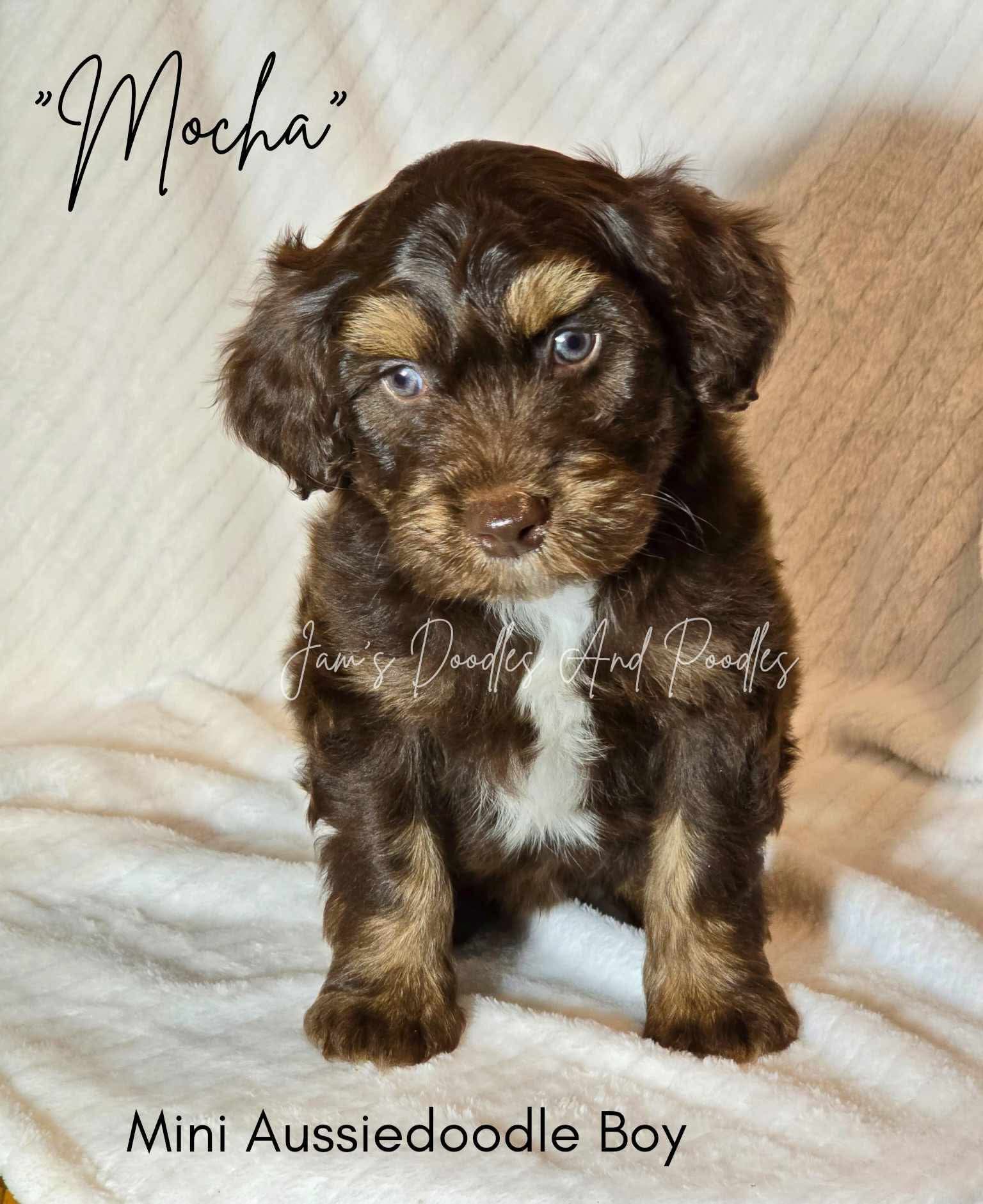 A small brown and tan Aussiedoodle puppy named Mocha sits on a white blanket.