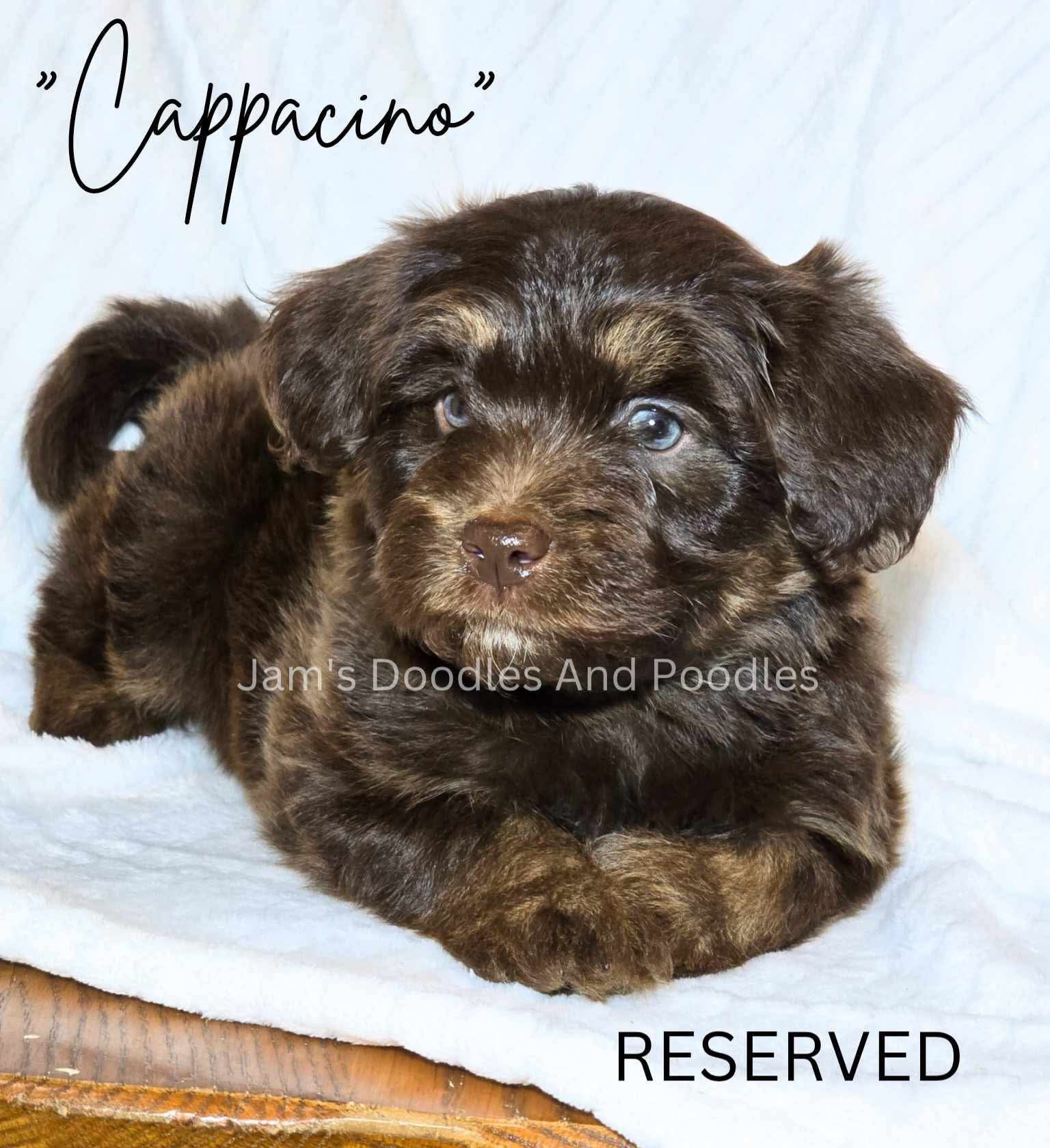 Brown and tan puppy named Cappacino, lying on white fabric, eyes visible. 