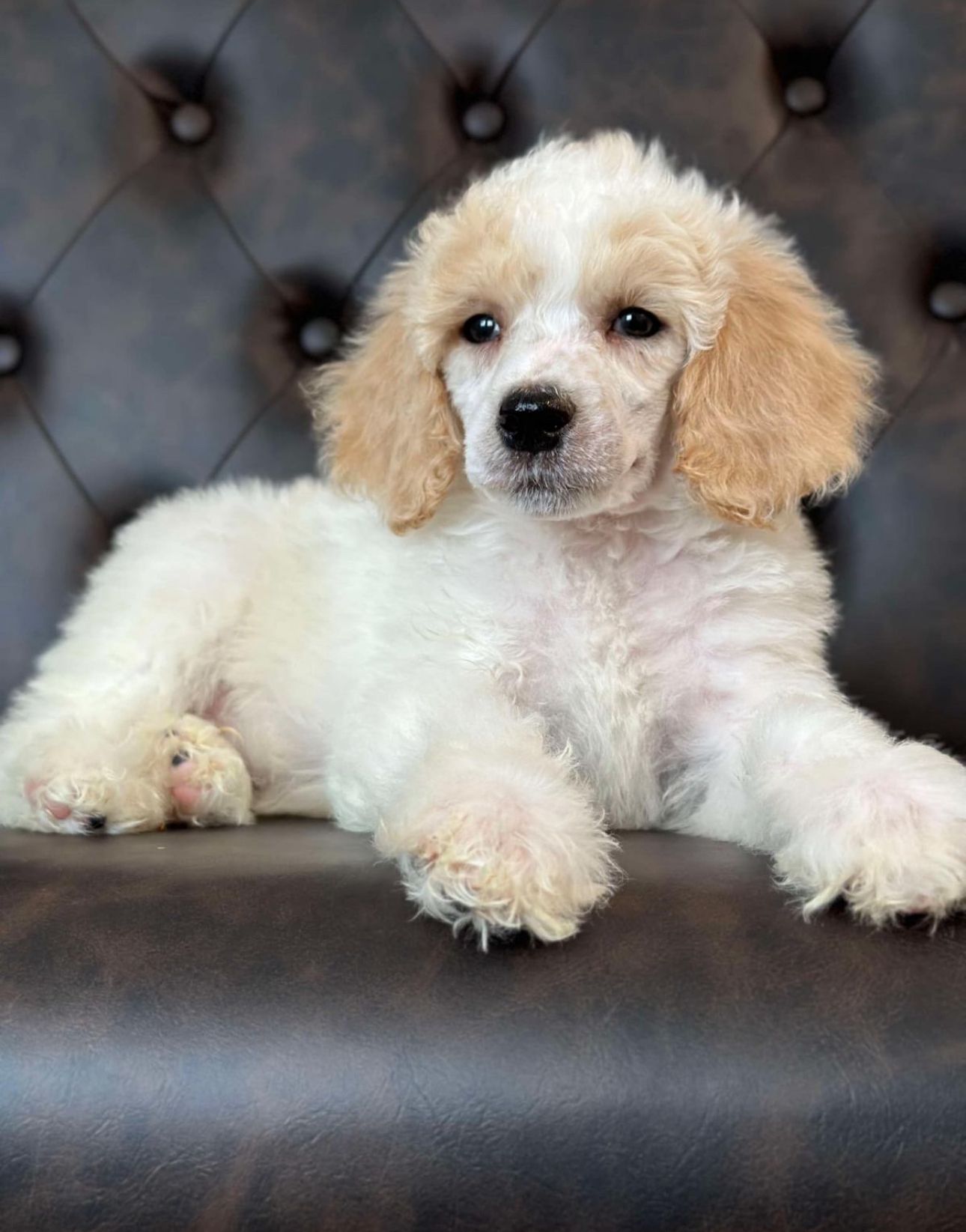 Cream and apricot-colored poodle puppy lying on a brown leather chair, looking at the viewer.