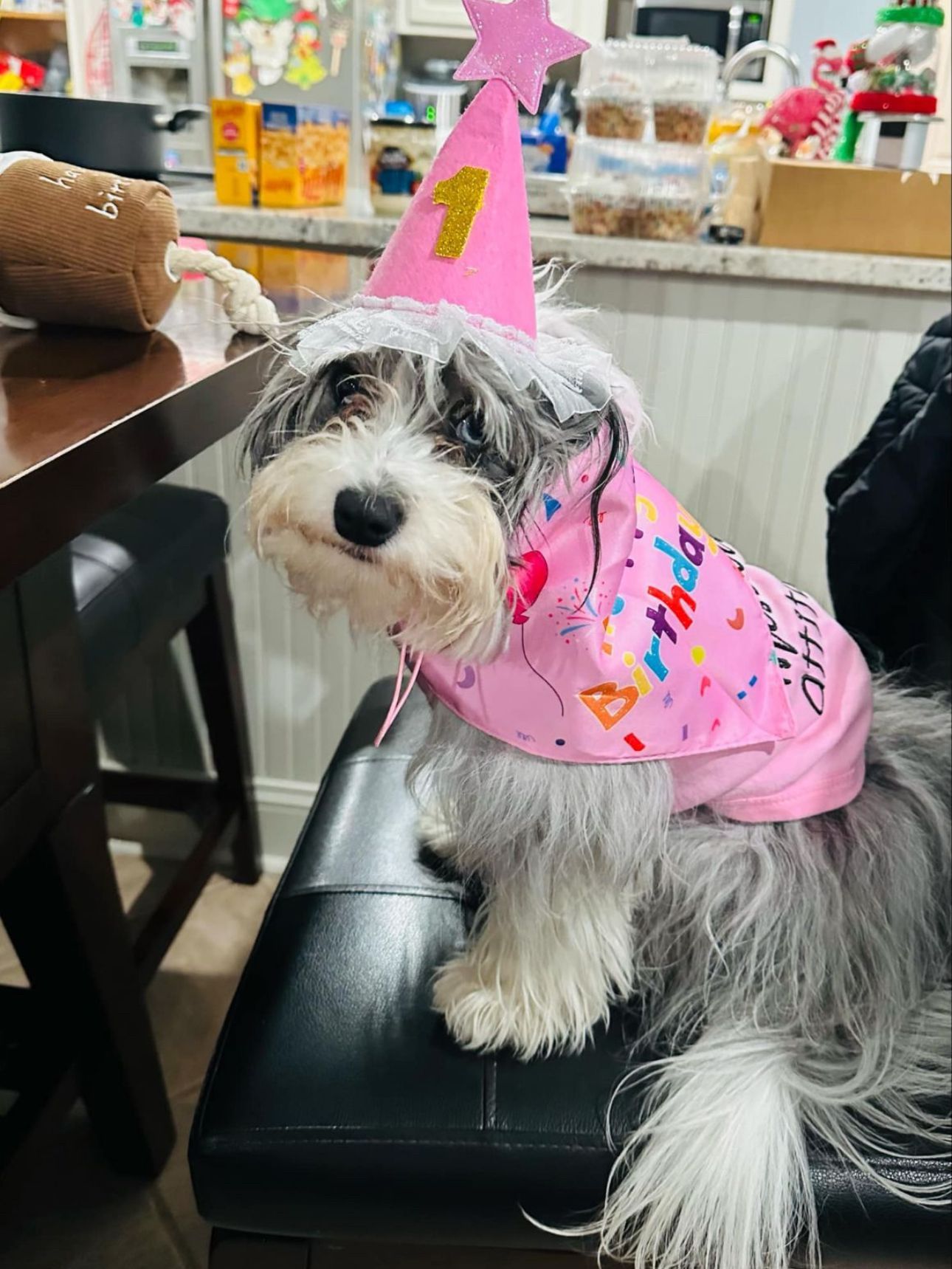 Dog wearing a pink 