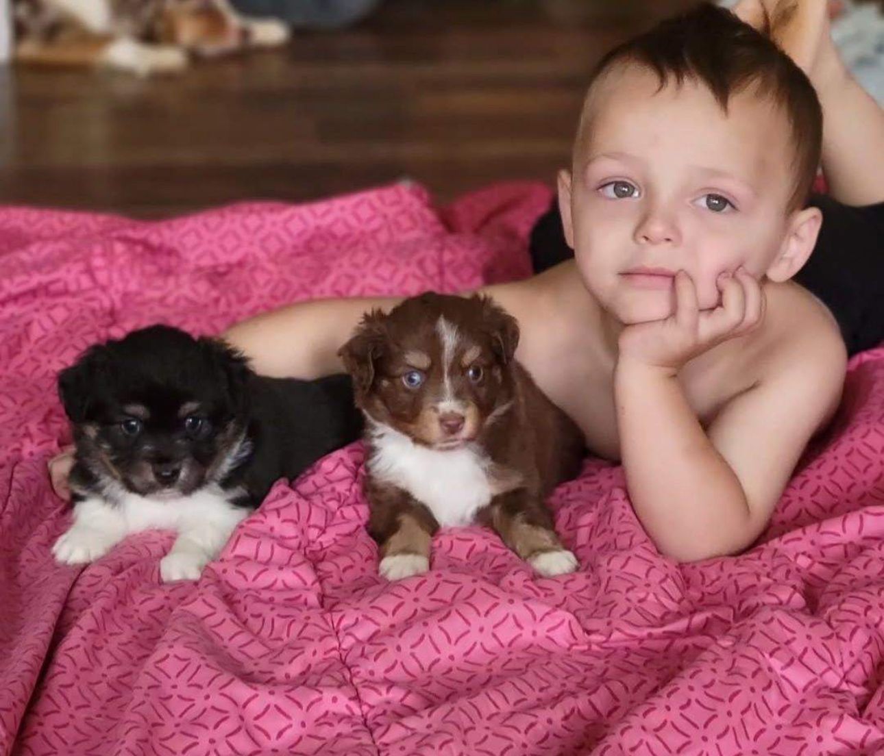 Boy and two puppies on pink blanket. Black and brown puppies with white markings. Boy resting his chin on hand.