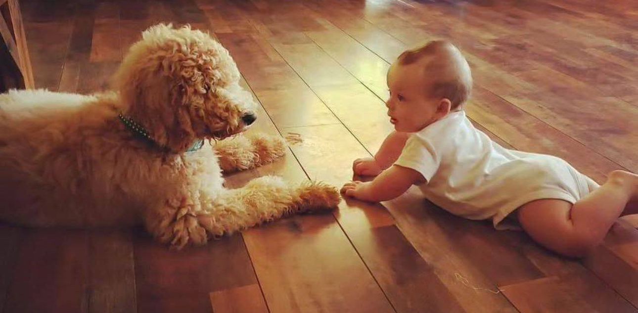 A baby and a golden doodle dog face each other on a wooden floor.