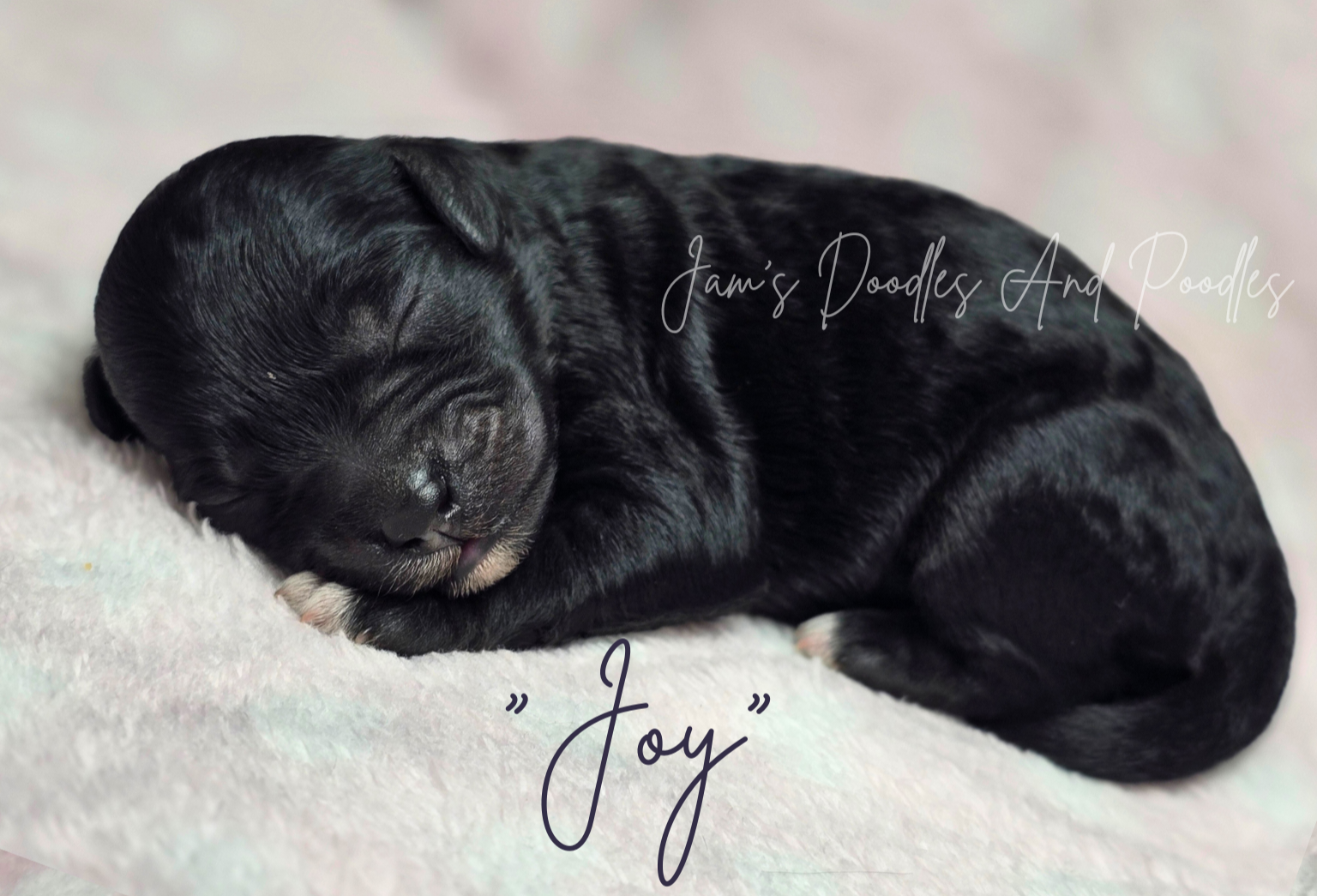 Black puppy curled up sleeping on a pink blanket, labeled 
