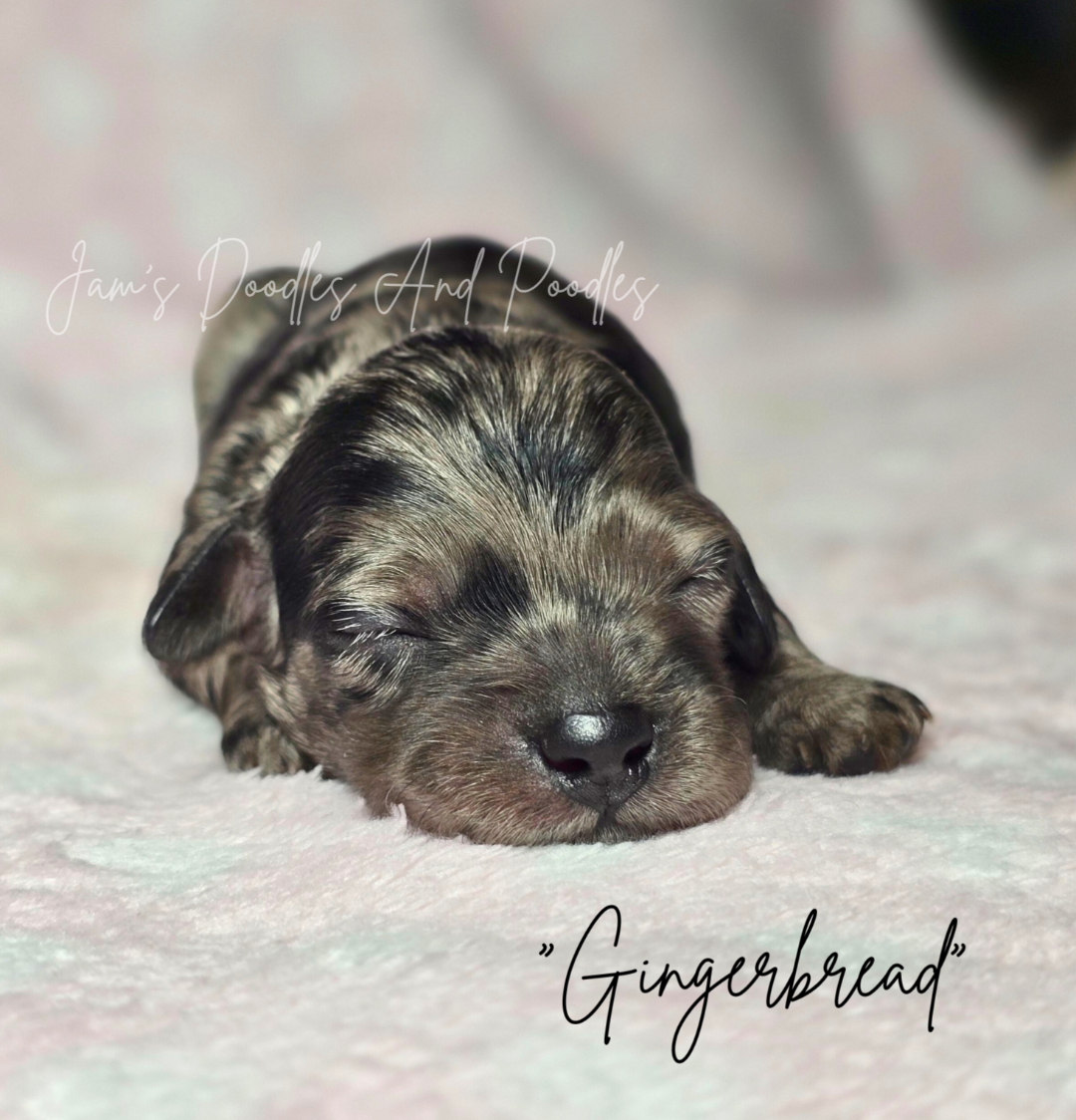 Newborn puppy, named Gingerbread, with merle fur pattern, sleeping on pink blanket.