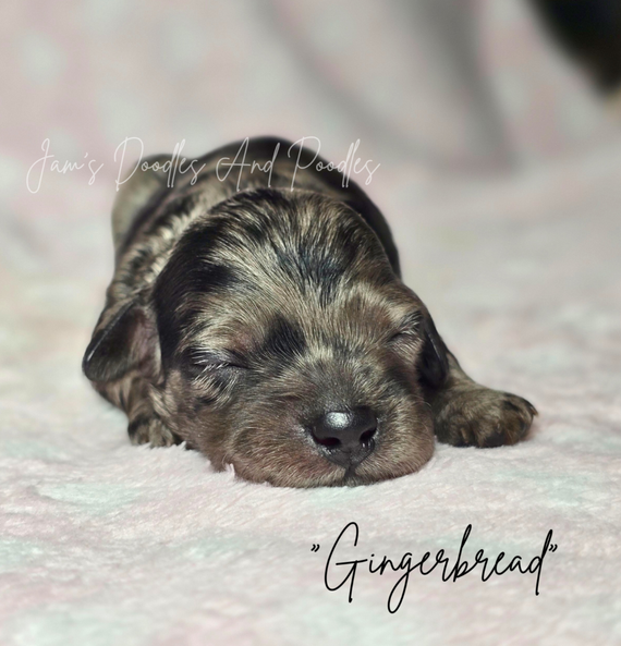 Newborn puppy, named Gingerbread, with merle fur pattern, sleeping on pink blanket.