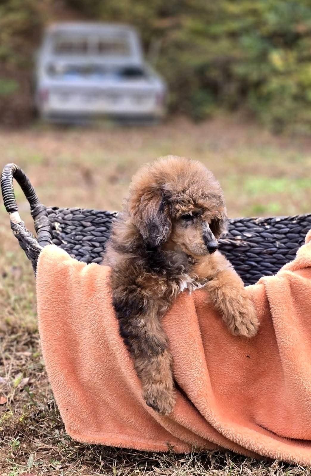 Brown and black puppy in a basket with orange blanket, outside with blurred vehicle in background.
